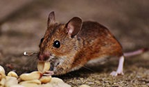 organic-and-eco-friendly-pest-solutions Experts in White Hall